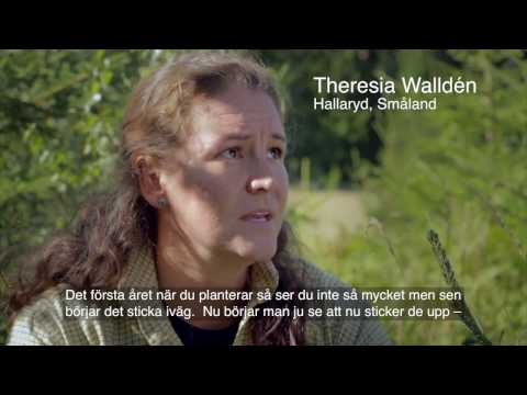 Det finns en hand bakom varje skog 8