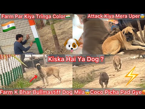 Farm Par Ata He Mila Surprise😳Bullmastiff Dog Mila🐶Coco Picha Bhag Gye Uska😨|| Mera Uppr Hua Attack😰