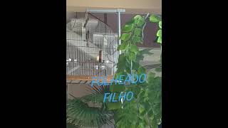 FOLHEADO FILHO