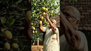 Download lagu Budhi Amma Ne nimbu ka bij Gaya mp3 Download lagu Budhi Amma Ne nimbu ka bij Gaya mp3