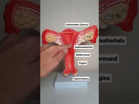 Anatomie des Uterus
