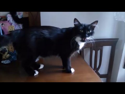 Female cat in heat meowing ( mate calling )