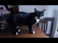 Female Cat In Heat Meowing Mate Calling