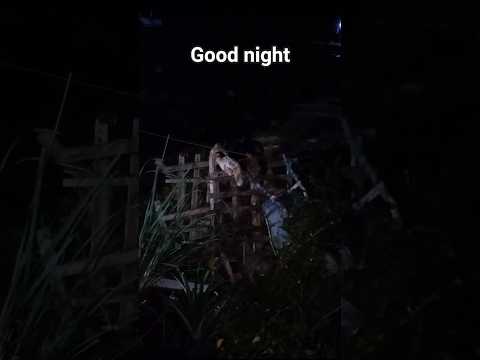 Selamat malam kawan2, ayam pun perlu tidur pula #shorts #goodnight #sweetdreams #GodBless