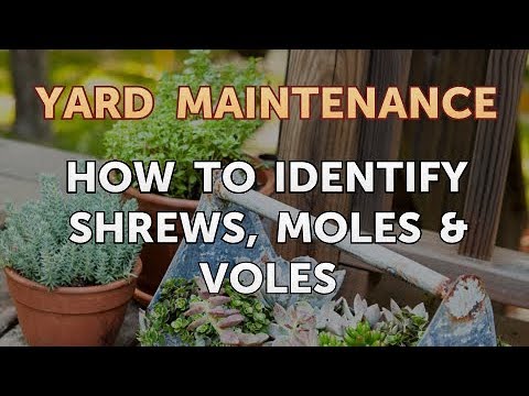 トガリネズミ、モグラ、ハタネズミの見分け方