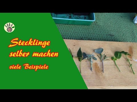 Was das Ekzem herbeiruft Die Behandlung der Schuppenflechte von dschon pegano