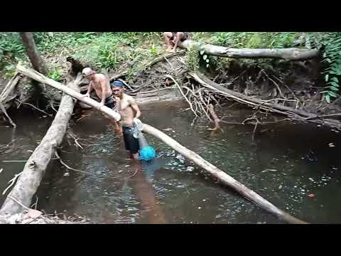 Aventura,diversão e pescaria de malhadeira no interior de guajará (Amazonas)