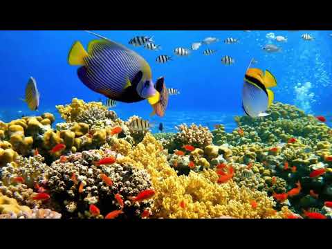 Nature Scenery Live Wallpaper video thumbnail