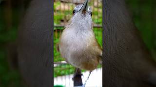 Download lagu khas tarian burung pelanduk semak mp3 Download lagu khas tarian burung pelanduk semak mp3