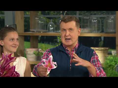 Roberta's 6-Piece Sumatra Oriental Lily Collection on QVC