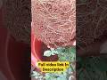 How to Repot Rose plant in Tamil | Rose Plant Growing tips In Tamil