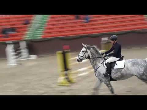 Cellestial - Auerbach xx mecklenburger mare * 2012 for sale