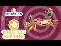 Octonauts Creature Report Decorator Grab