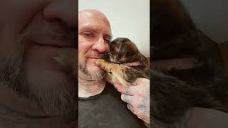 #puppy #youtubeshorts #lifeisbutadream #happypup #youtubeshorts #puppylove