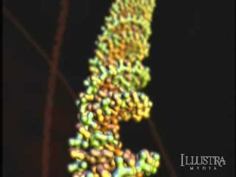 Unlocking the Mystery of Life (Chapter 8 of 12)