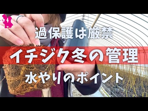 園芸 いちじくを乾燥させる方法は?