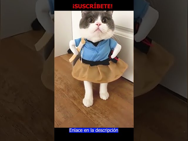 Vídeo relacionado con GXGM 1 Pieza Gato Divertido con Brazos Musculosos,Disfraces de Gatos para Mascotas, Accesorios Decorativos Creativos para el Cuello con Músculos, Trajes para Gatos, L (Negro)