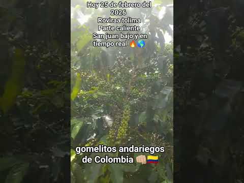 No lo dudes familia 👊🏼🇨🇴"Desde las tierras de San Juan bojo, en Rovira, Tolima, nuestro café verde 🌿