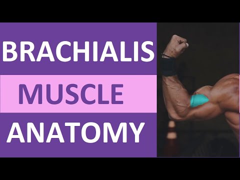 image-What does brachialis muscle do?