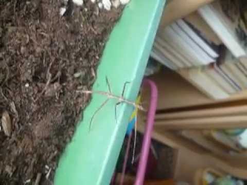 patyczaki lubią Pax Unity