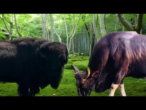 American bison vs Indian gaur - who is more stronger?