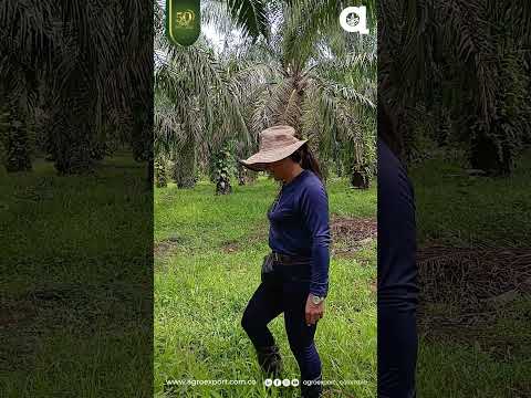 Control y tratamiento de PC en palma #Beltanol  #agricultura