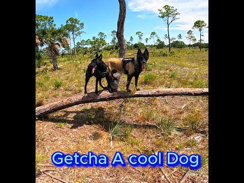 Maligators😀#short #dogshorts 