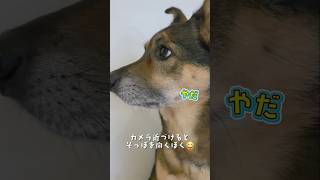 おはようまるちゃん🌞#雑種犬 #雑種 #保護犬 #犬のいる暮らし #いぬのいる生活 #犬のいる生活 #保護犬との暮らし #愛犬 #かわいい犬 #いぬ #犬 #犬動画