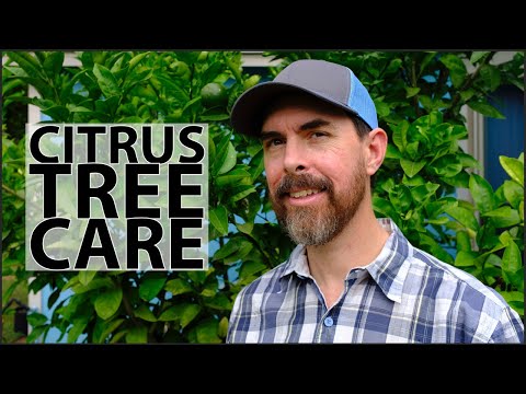 ESSENTIAL TIPS FOR GROWING YOUR OWN CITRUS | LEMONS, LIMES, ORANGES, GRAPEFRUITS OR KUMQUATS