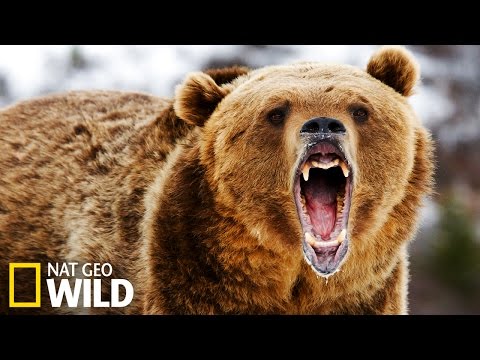 Le repas d'ours