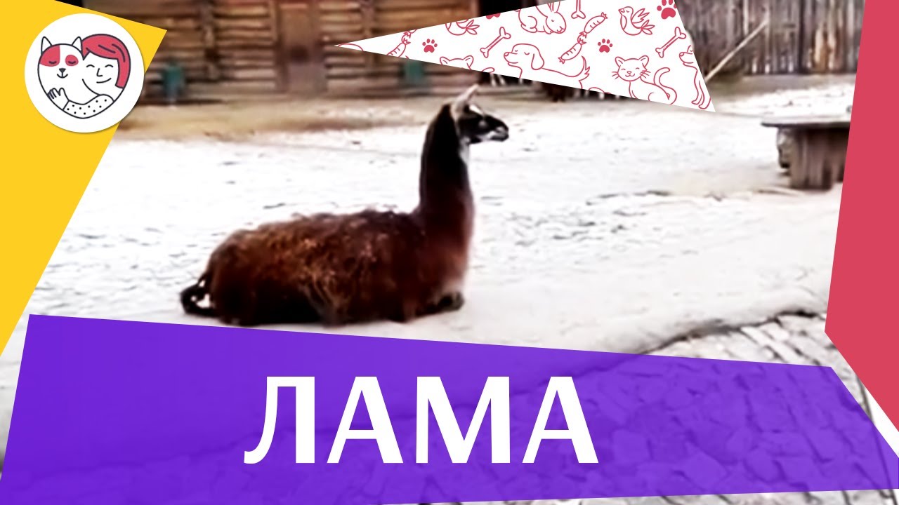 Лама Интересные факты на ilikepet