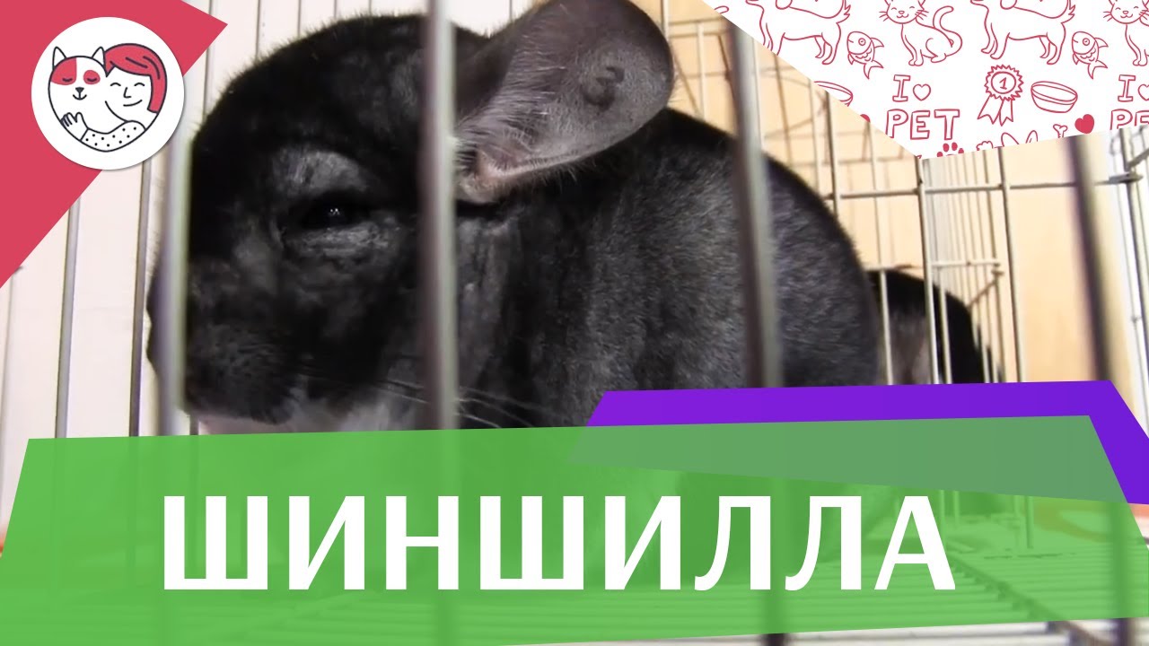 Шиншилла Питание и условия содержания на ilikepet