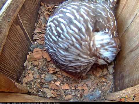 Barred Owls Hooting Mid Day – Mar. 24, 2017