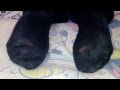 Girl Foot Rest On Pillow With Black Dirty Socks