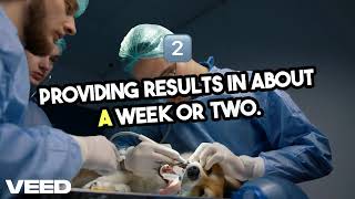 Which Dog DNA Test is Best for Your Pup? | Embark vs. Wisdom