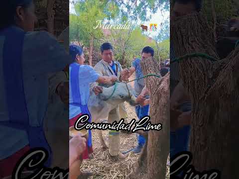 La marcada 🐂 , Comunidad Lime, municipio Las Carreras-Chuquisaca-Bolivia 🤩