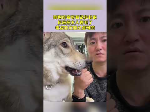 狗狗吃着吃着紧张起来反应把主人看毛了差点忘记自己是母的  #社会百态 #搞笑  #正能量剧情