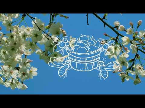 Ogni ape conta | Una buona spesa può cambiare il mondo - infografica 60"