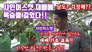 10년차 샤인머스캣 재배사가 알려주는 재배 기술!! 샤인머스킷 당도 올리기 어려워? 샤인머스켓 재배관리가 어…