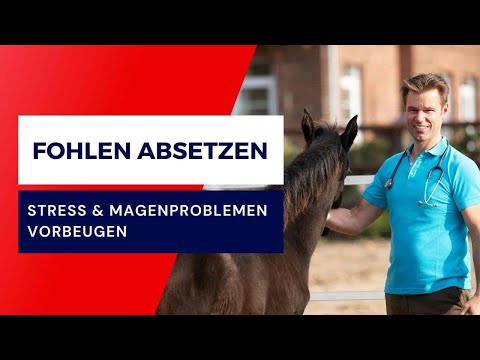Fohlen absetzen: Stress & Magenproblemen vorbeugen