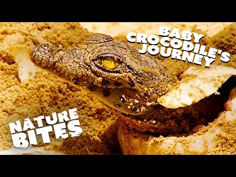 The Amazing Survival Story of a Baby Crocodile Abandoned in the Wild.