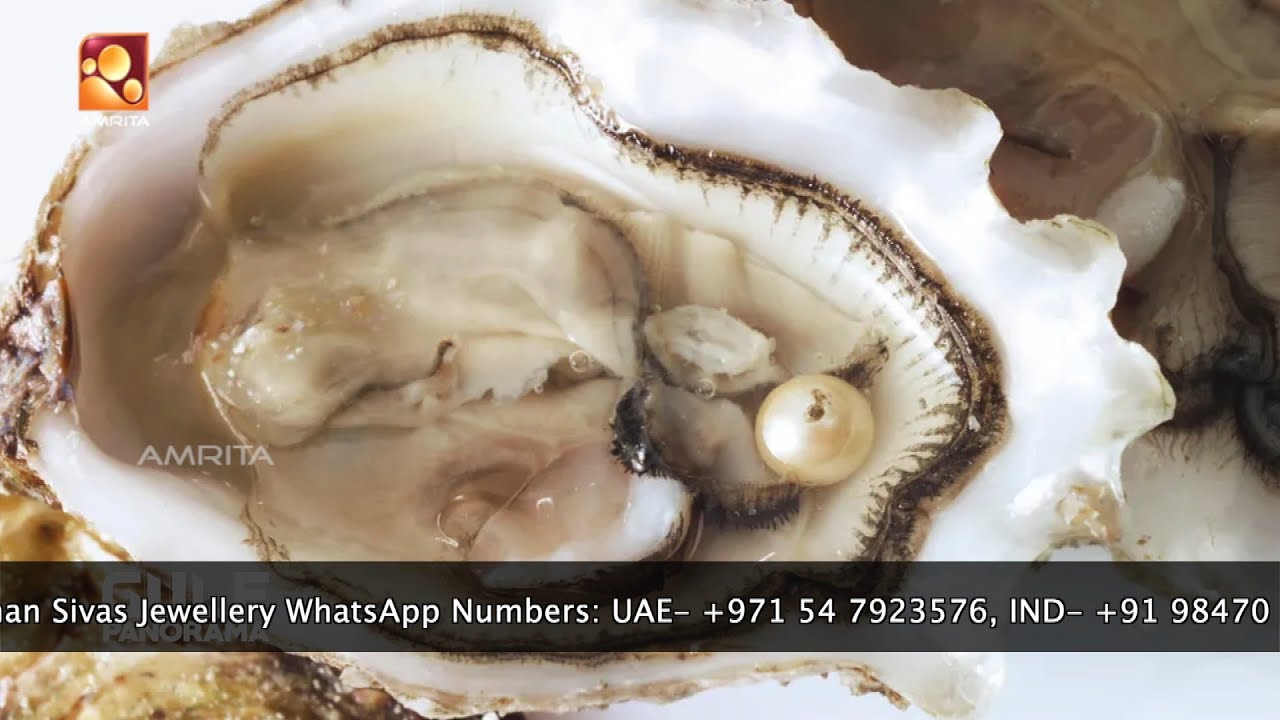 മുത്തുകൾ(Pearls)  ഉണ്ടാകുന്നത് എങ്ങനെ | Gulf Panorama | Gems world