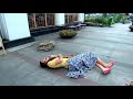 FTV Indah Permatasari Dan Rangga Azof Cerita Cinta Sang Putri