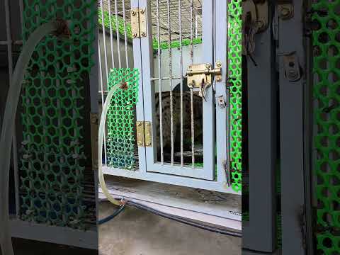 Cho em đực 5kg6 phối em chồn hương cái tơ 8 tháng tuổi