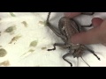 Large Insect Gutting Technique