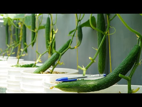 , title : 'Cách trồng dưa leo gai Nhật, sai quả quanh năm | How to Grow Japanese Cucumbers fruit all year round'