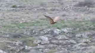 Buitres en las inmediaciones del Santuario de la Virgen de la Peña. Sepúlveda (Segovia)