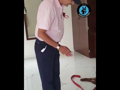 Training a dog to obey close and Open your eyes commands