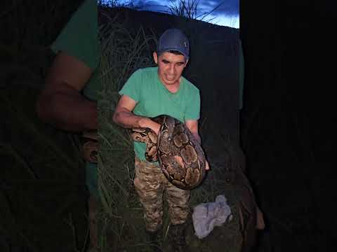 Pela primeira vez resgatando Jibóia em Érico Cardoso Bahia.