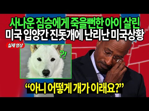 [유튜브] 미국 간 진돗개가 코요테에게 죽을뻔한 아이 구해내자 미국전체 난리난 이유